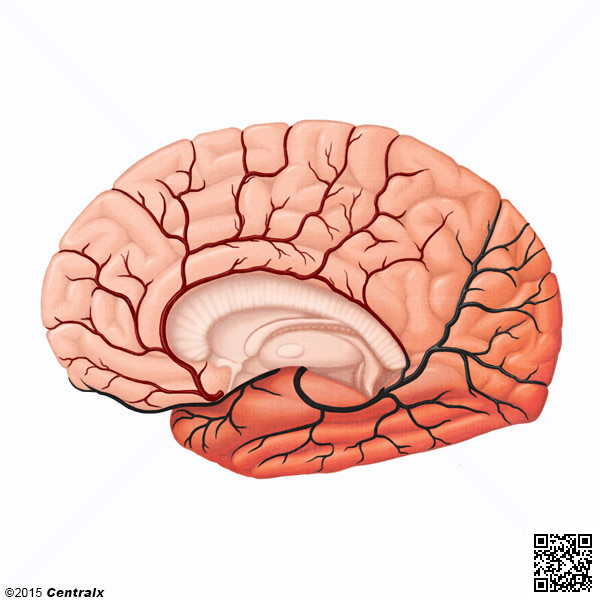 Artéria Cerebral Anterior