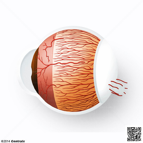 Artérias Ciliares