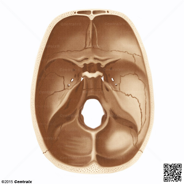 Cavidades Cranianas