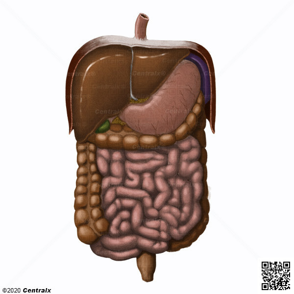 Sistema Digestório