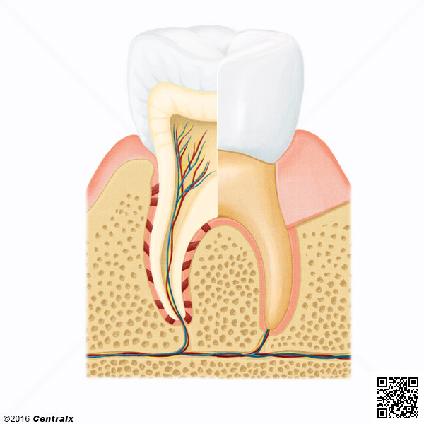 Componentes do Dente