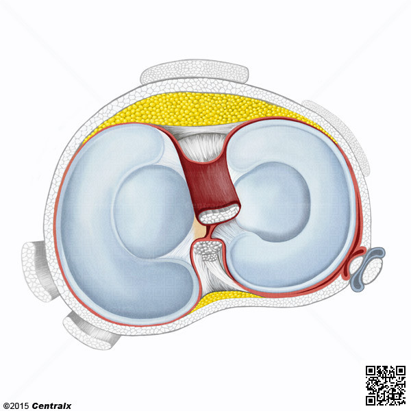 Meniscos Tibiais
