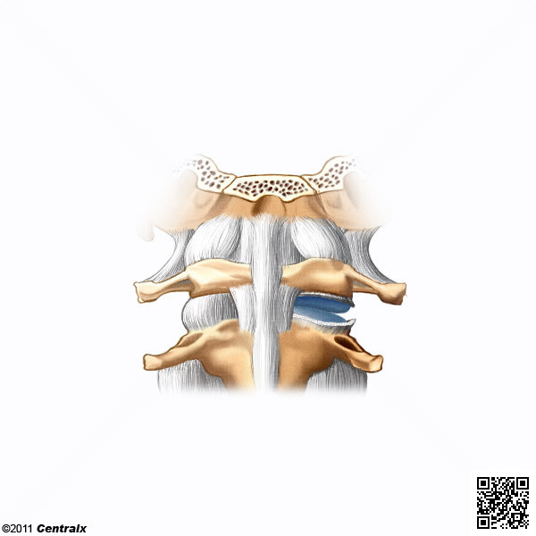 Articulação dos corpos vertebrais