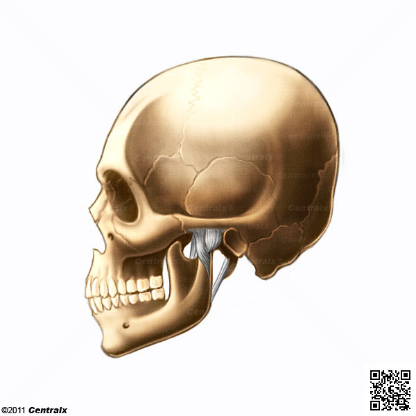 Articulao Temporomandibular