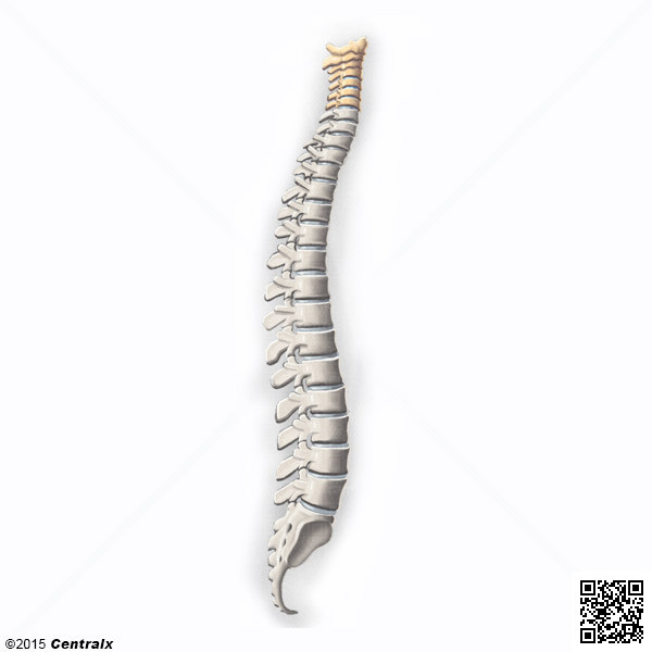 Vértebras Cervicais