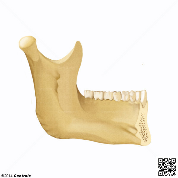 Processo Alveolar