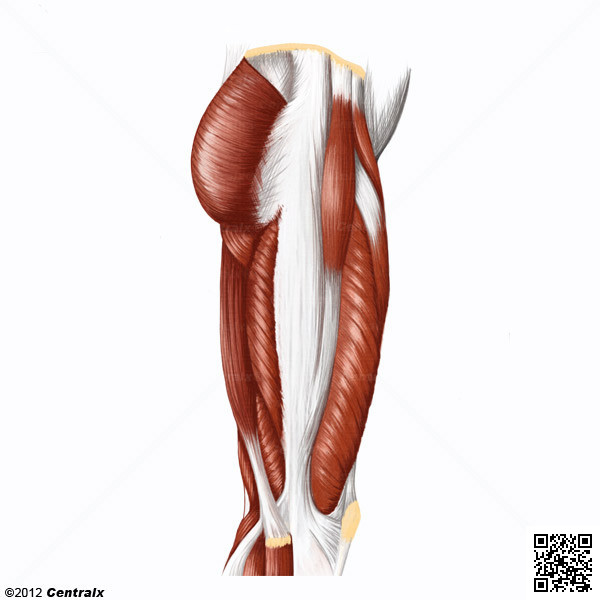 Fáscia Lata - Atlas de Anatomia do Corpo Humano - Centralx