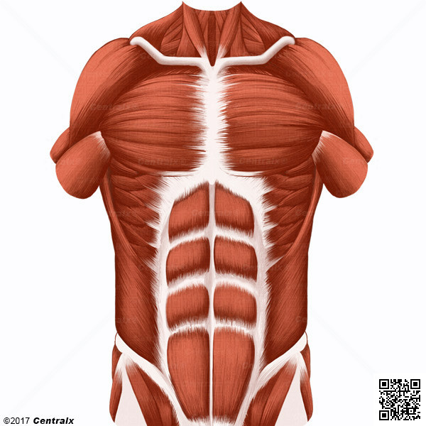 Músculos Abdominais