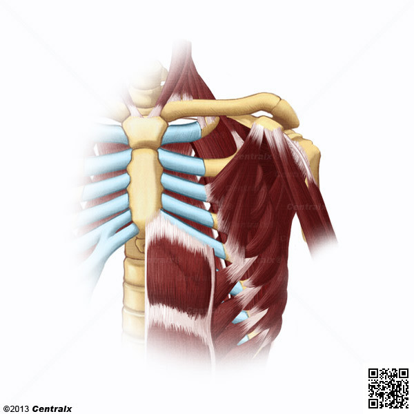 Msculos Intercostais