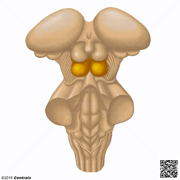 Colculos Inferiores