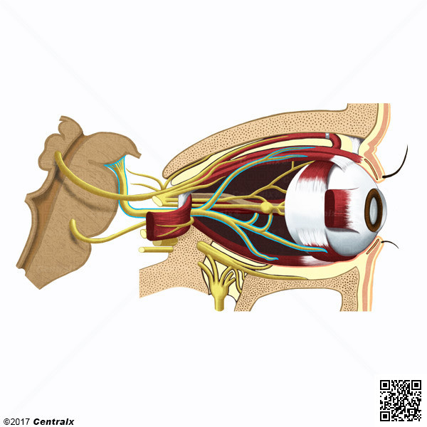 Nervo Oculomotor