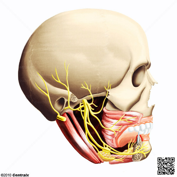 Nervo Mandibular