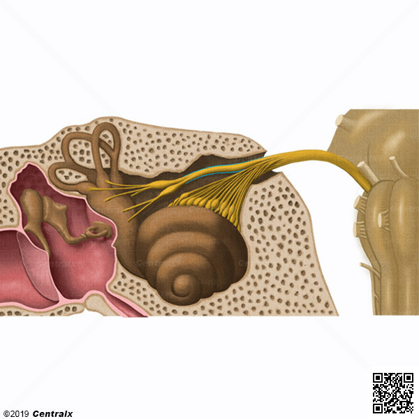 Nervo Vestibular