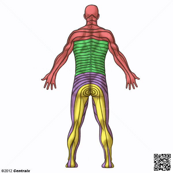 Dermatomos Vista Anterior