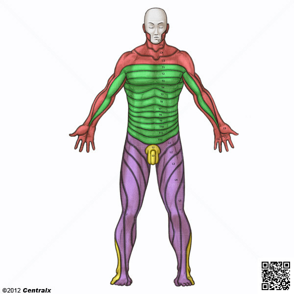 Dermatomos Vista Posterior