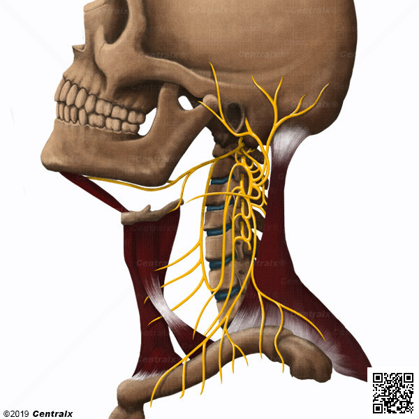 Plexo Cervical