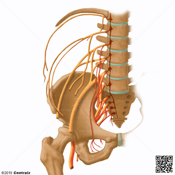 Plexo Lombossacral