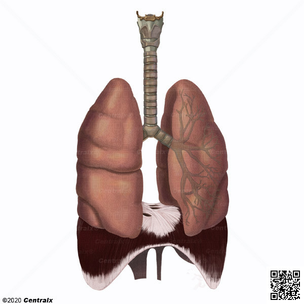 Sistema Respiratório