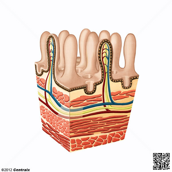 Mucosa Intestinal