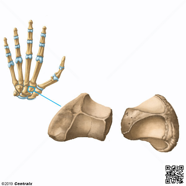 Trapezoide