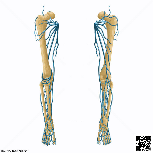 Veia Femoral