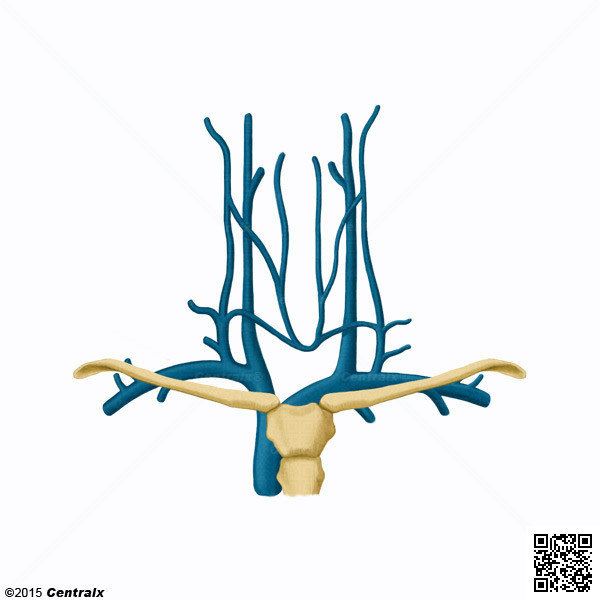Veia Subclvia