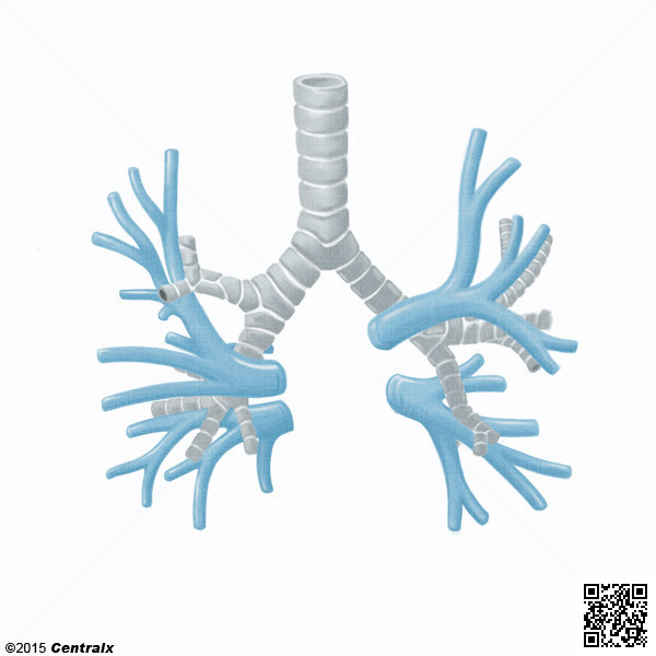 Veias Pulmonares