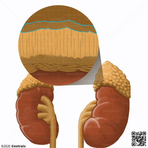 Zona Glomerulosa