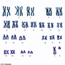Cromossomos Humanos