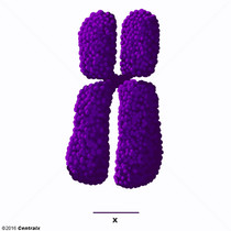 Cromossomo X