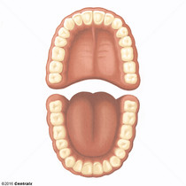 Denti��o Permanente