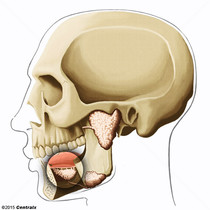 Gl�ndula Sublingual