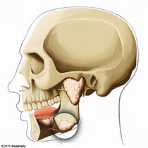 Gl�ndula Submandibular
