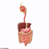 Contedo Gastrointestinal