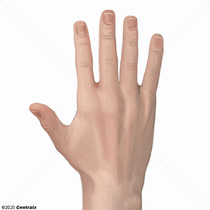 Mão (anatomia)