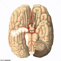 Círculo Arterial do Cérebro