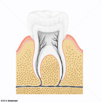 Alvéolo Dental