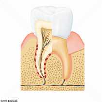 Componentes do Dente