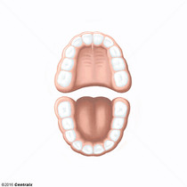Dentição Primária