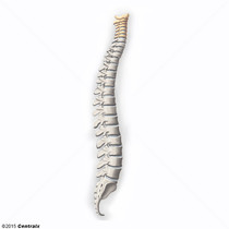 Vértebras Cervicais