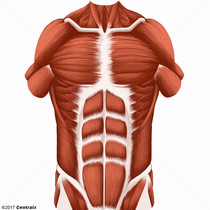 Músculos Abdominais
