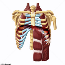 Músculos Respiratórios
