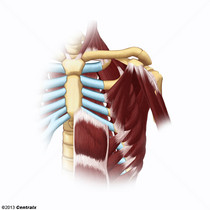 Músculos Intercostais