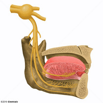 Nervo Maxilar completo - Anatomia Humana - Anatomia 