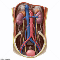 Sistema Urogenital