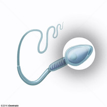 Cabeça do Espermatozóide