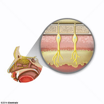 Membrana Mucosa